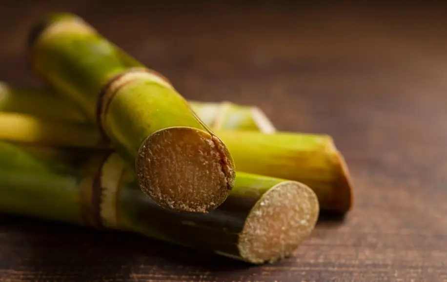 Envase de comida para llevar fabricado con fibra de bagazo de caña de azúcar de color crema natural.