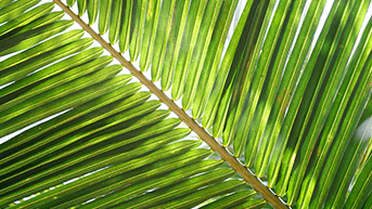 hoja de palma