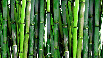 Bambu